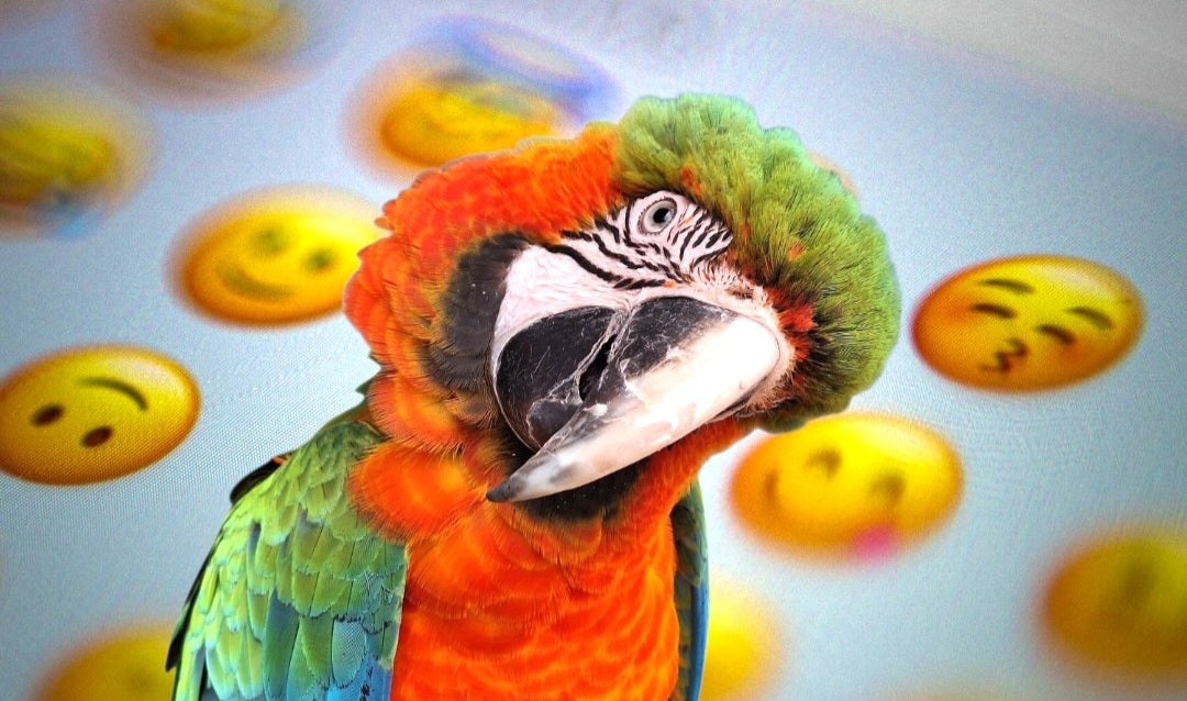 Gli animali provano emozioni?: cosa ci dice la scienza