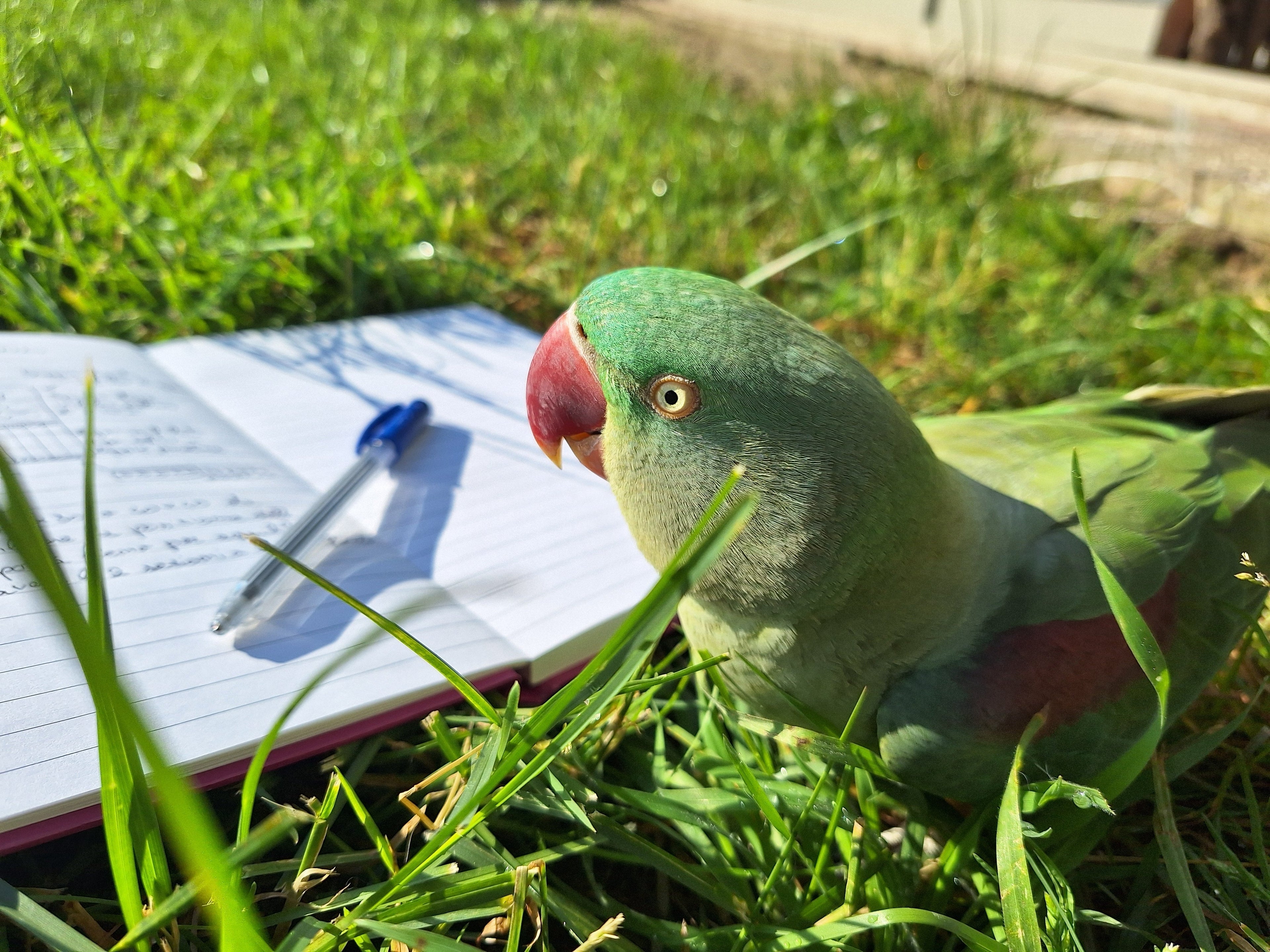Dietro le quinte di Parrot Toys: l'ideazione dei giochi