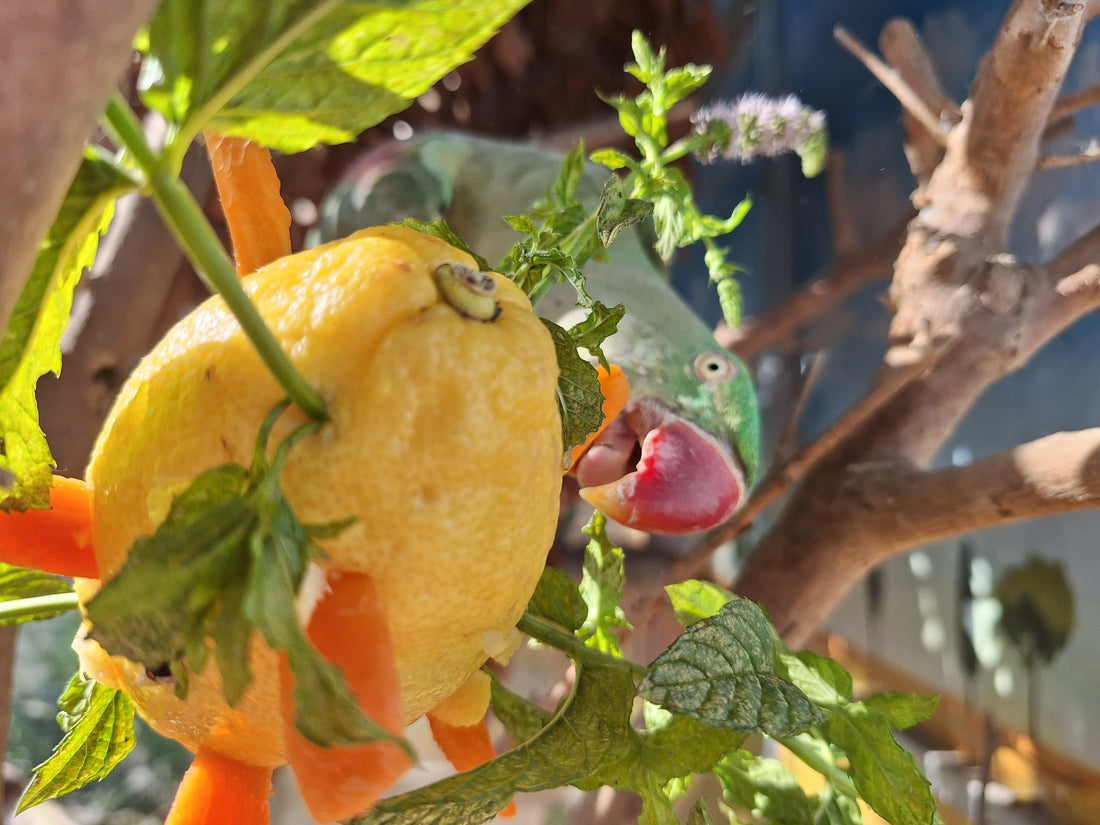 Foraging fai da te: con limone