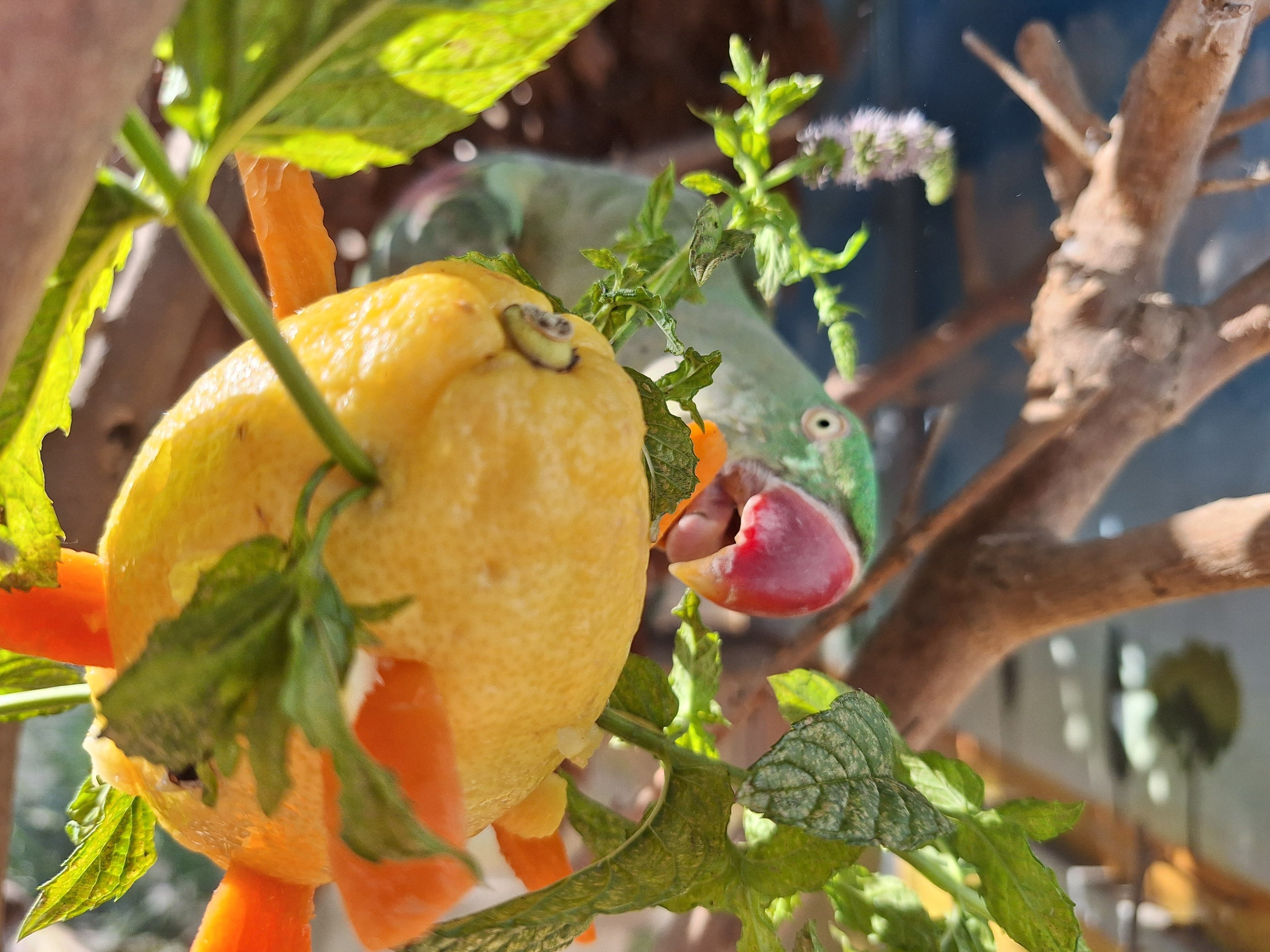 Foraging fai da te: con limone