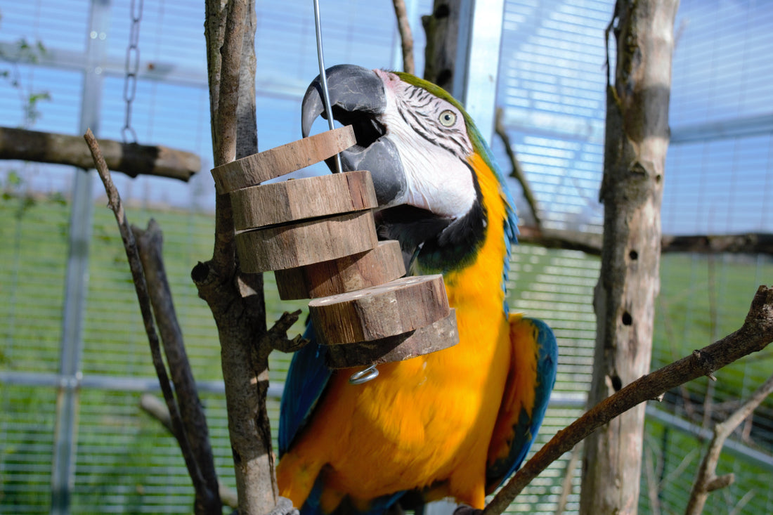 Parrot Toys: un ponte tra la natura selvatica e la vita domestica dei pappagalli