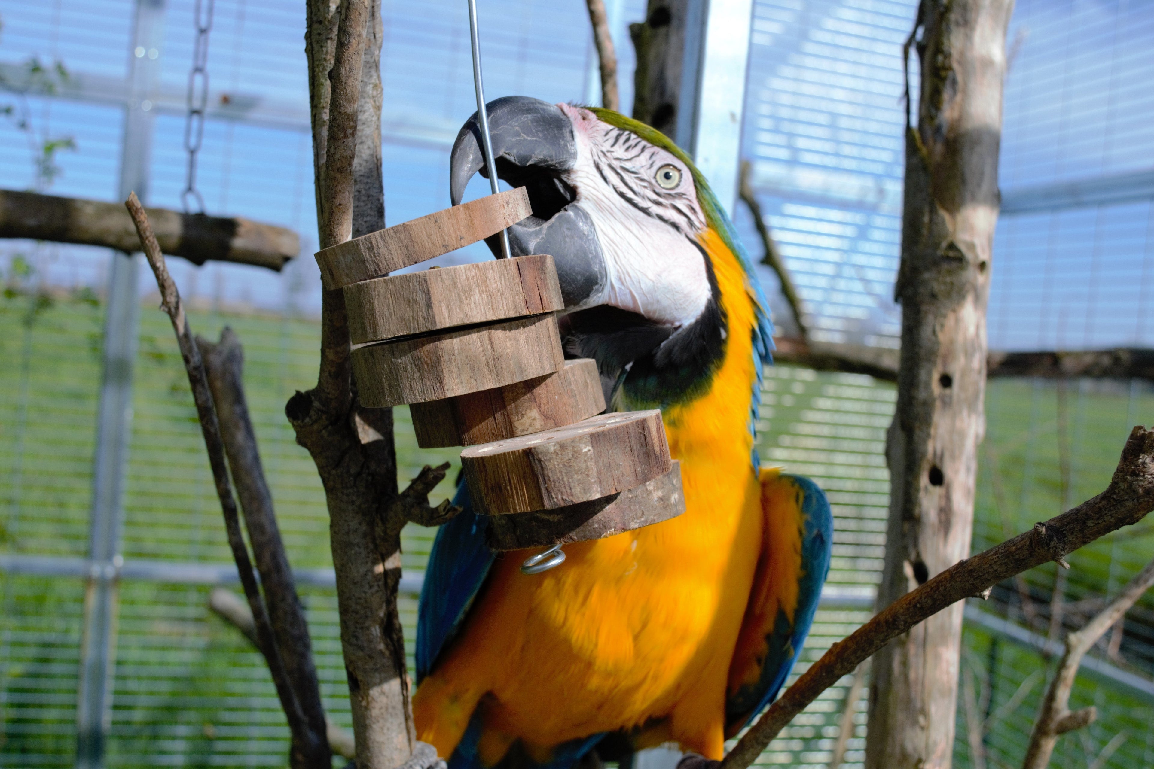 Parrot Toys: un ponte tra la natura selvatica e la vita domestica dei pappagalli