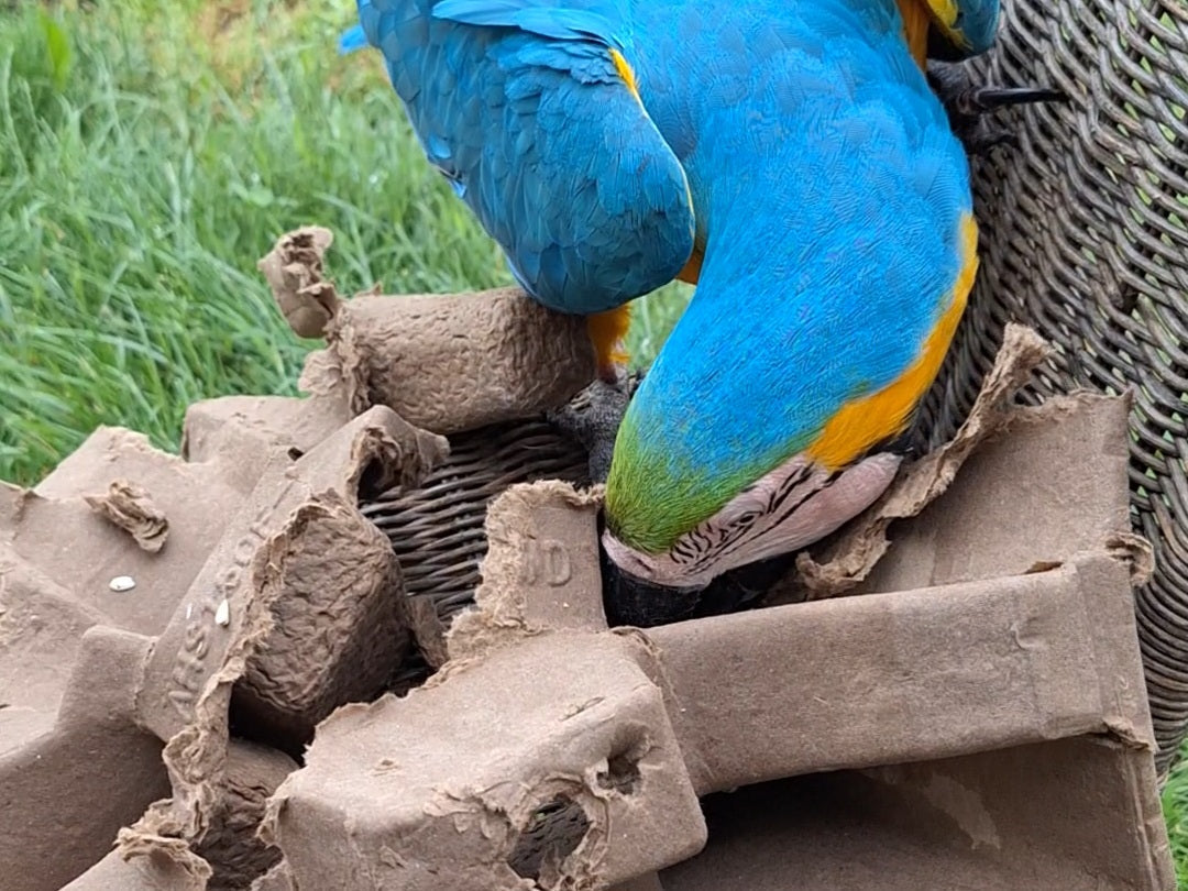 Dietro le quinte di Parrot Toys: la consegna dei giochi