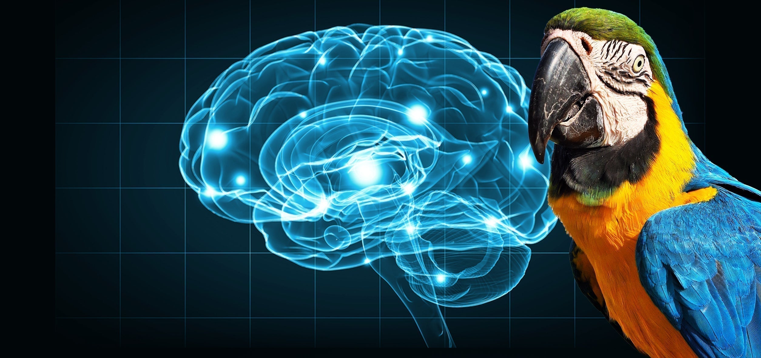 L'arricchimento ambientale potenzia il cervello: cosa ci dice la scienza