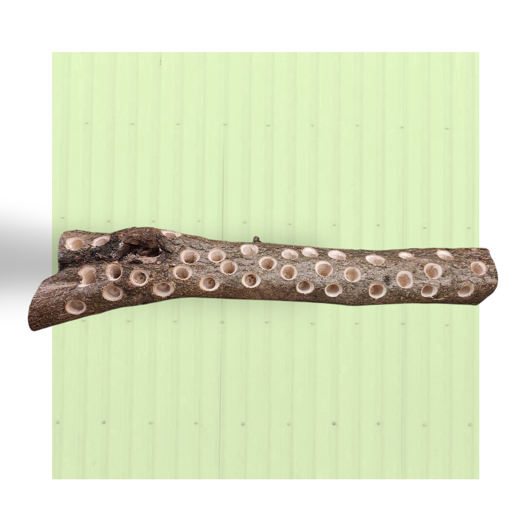 Tronco foraging da parete – Grande