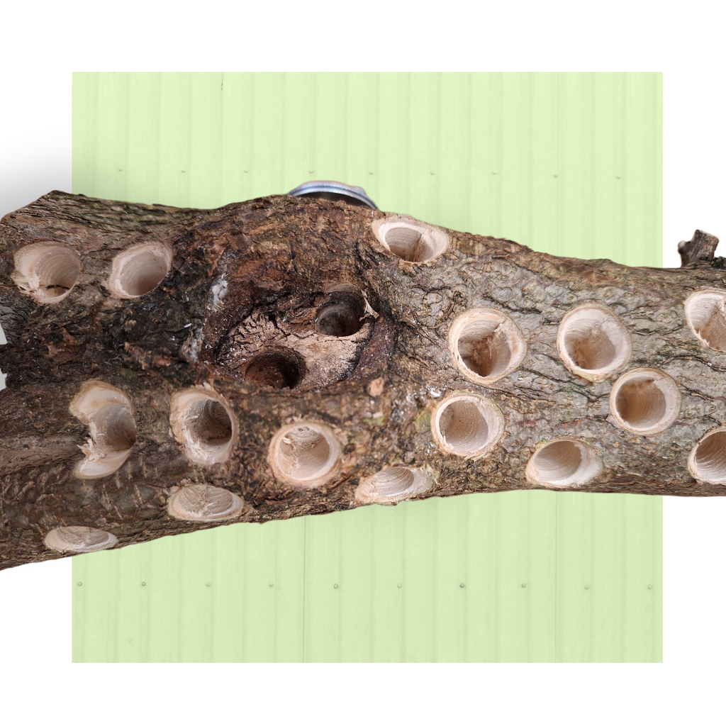 Tronco foraging da parete – Grande