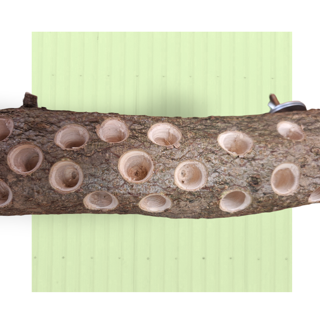 Tronco foraging da parete – Grande