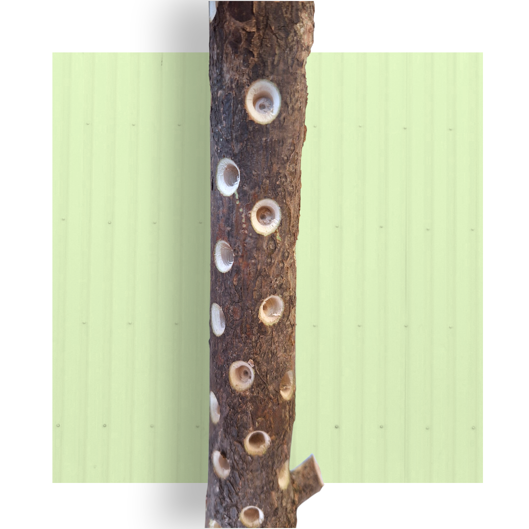 Tronchetto Foraging – Fori Piccoli