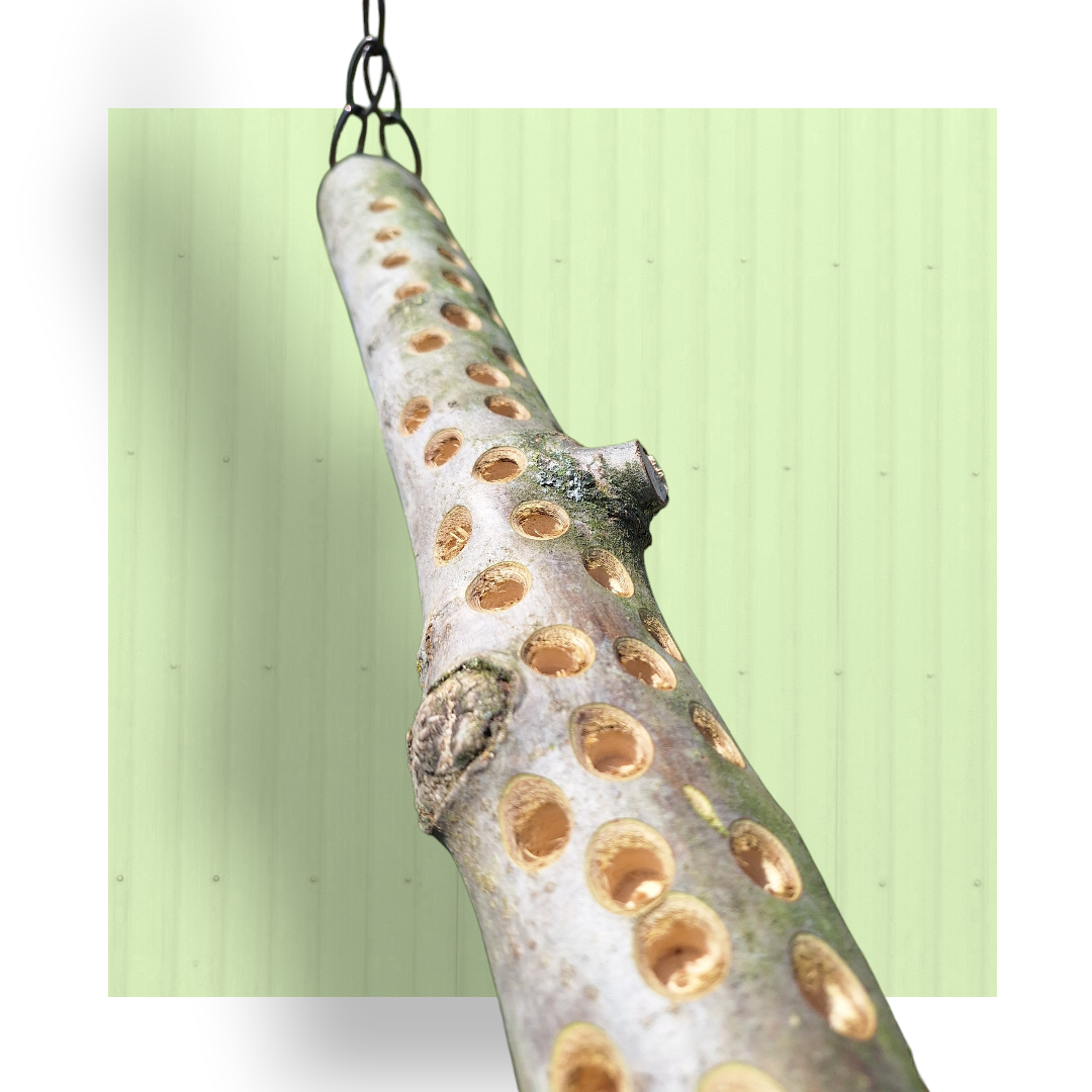 Altalena foraging – Grande