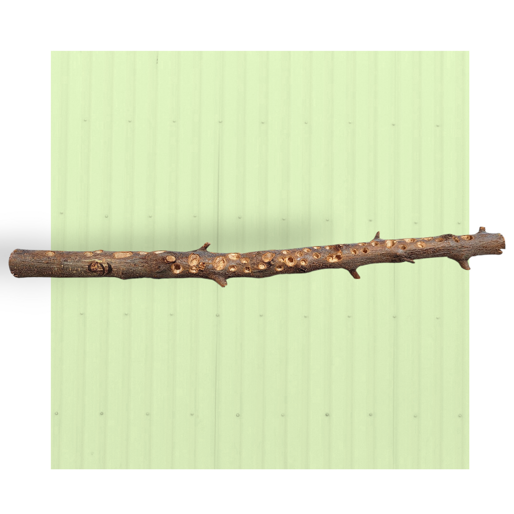 Posatoio foraging – Medio