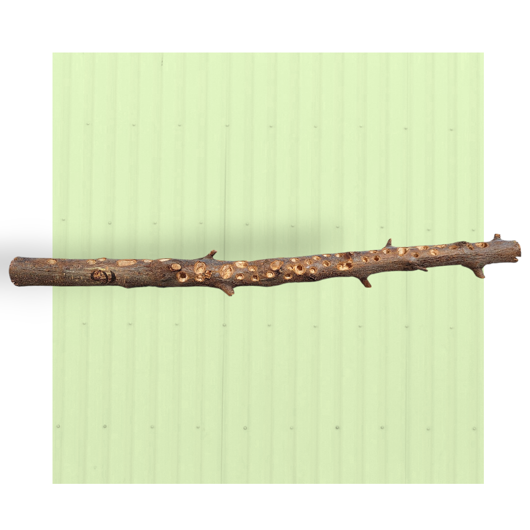 Posatoio foraging – Medio