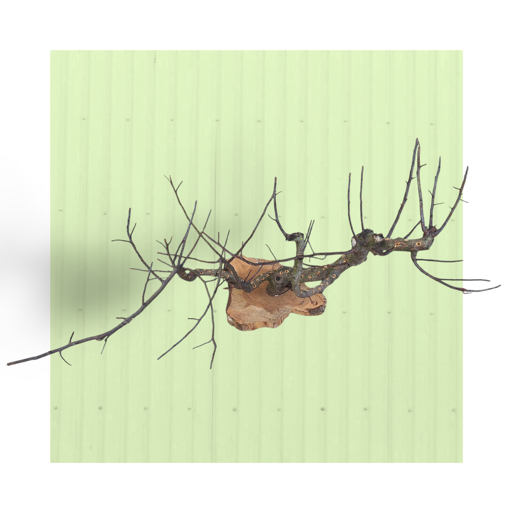 Trespolo foraging