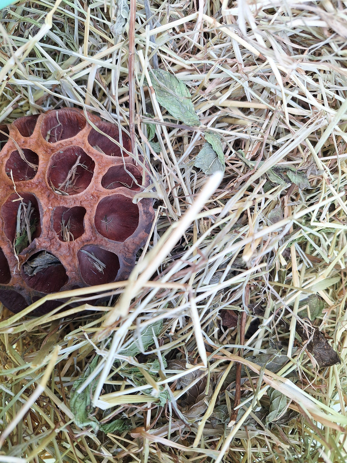 Fieno, fior dii loto e menta
